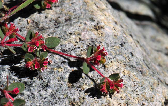 Chamaesyce melanadenia, Red-gland Sandmat